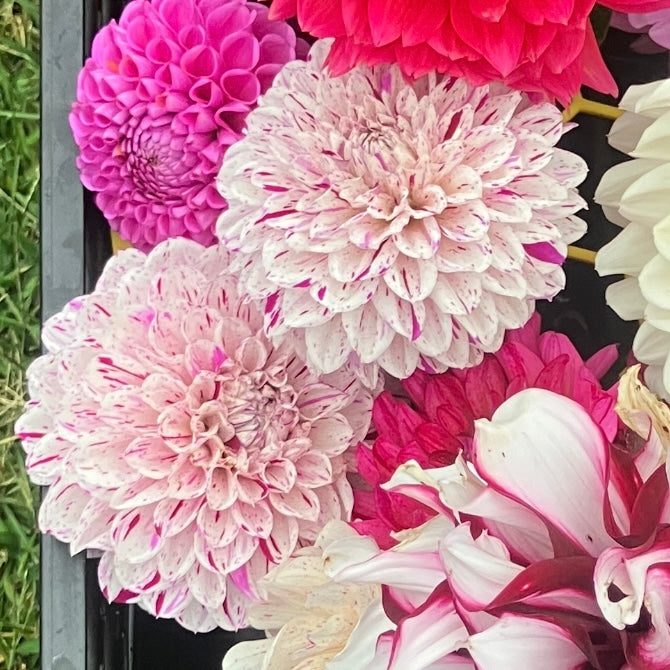 NOID Bristle Fleck or something like it