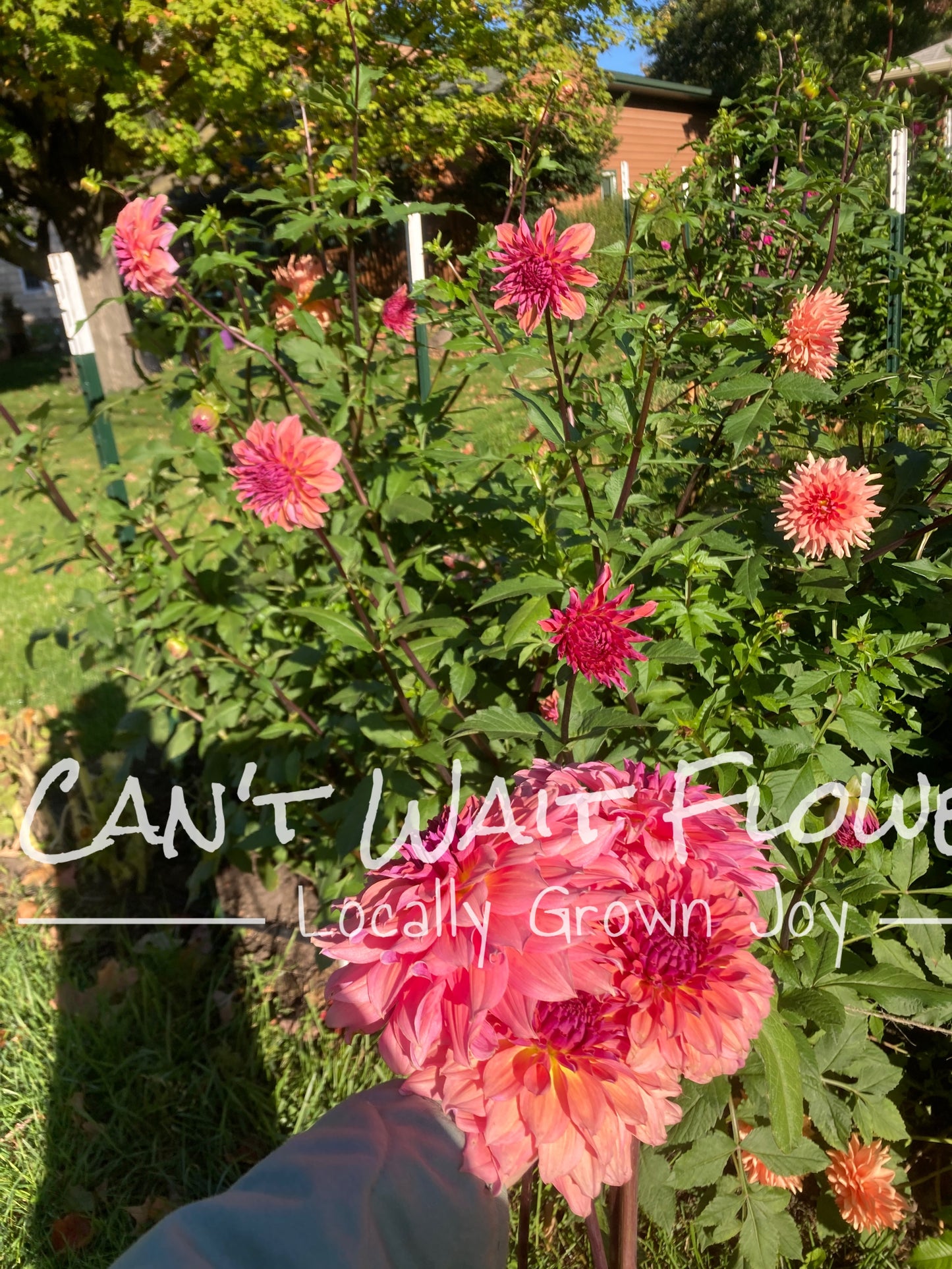 2025 Monthly Dahlia Class