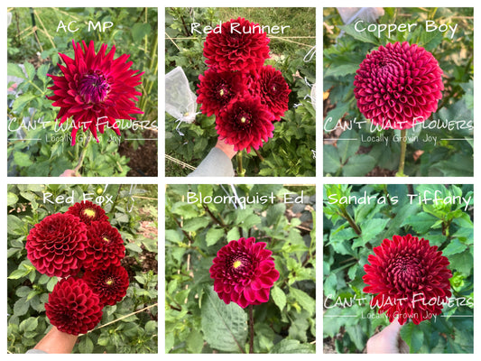 Thoughts on Red Dahlia Varieties - July 2024